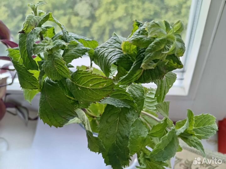 Мята с корешами :)