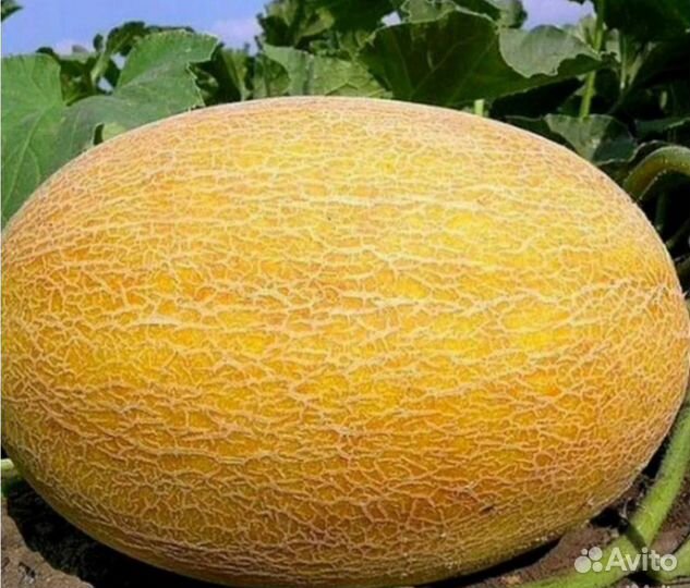 Семена дыни Дюна