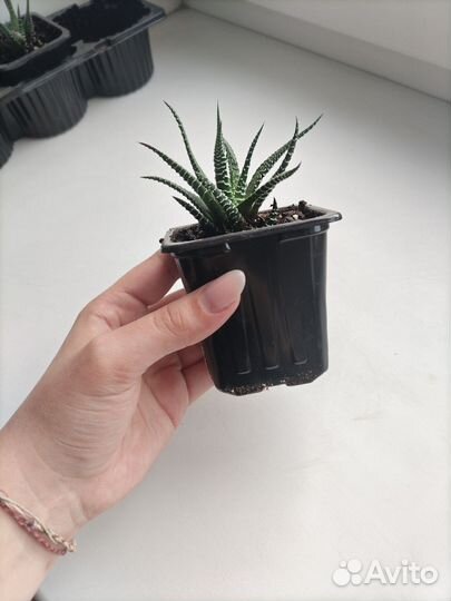 Кактусы и суккуленты