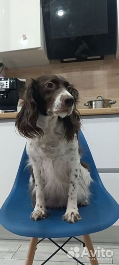 Русский спаниель