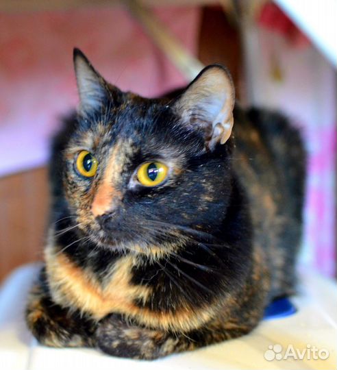 Оригинальные трёхцветные кошки в дар