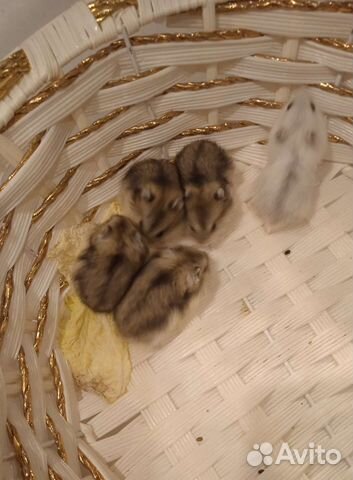 Джунгарские хомячки разных расцветок (клетки)