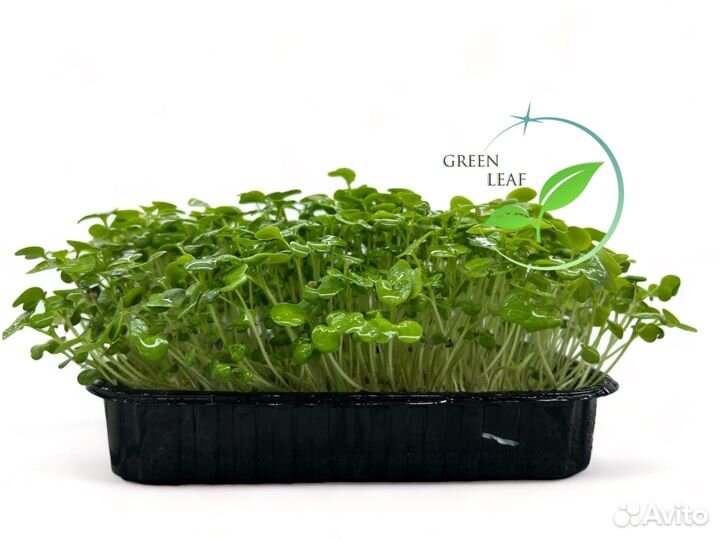 Микрозелень 