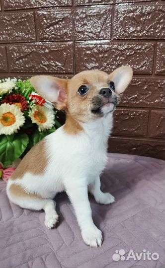 Чихуахуа девочка