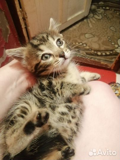 Бенгальская кошечка