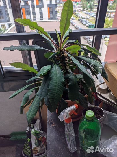 Молочай беложильный