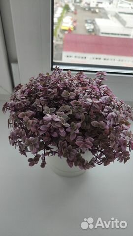 Коллизия розовая пантера купить в Красноярске | Товары для дома и дачи ...