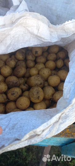 Корма для животных