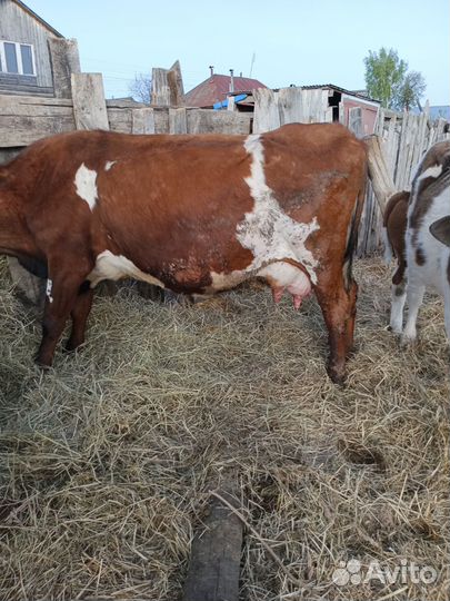 Корова высокоудойная