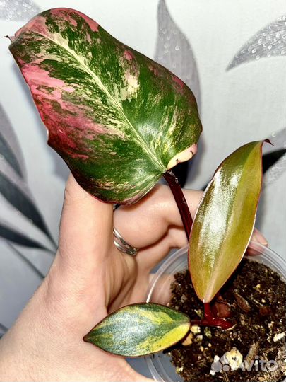 Комнатные цветы