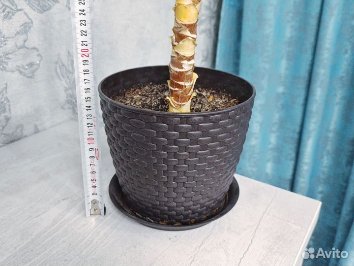 Комнатные цветы юкка пальма