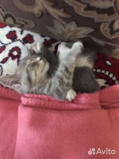 Котята В отличные руки кай и уки