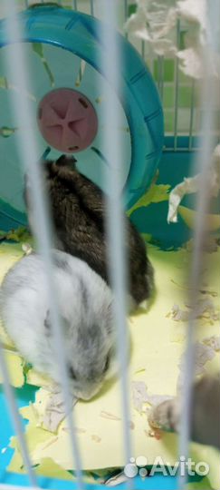 Джунгарский хомяк