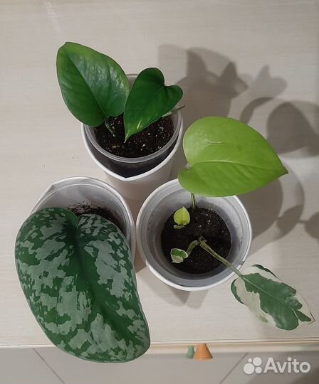 Сциндапсус эпипремнум