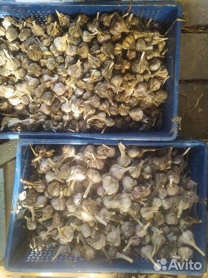 Чеснок Любаша