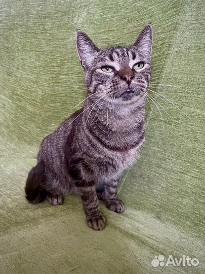 Кастрированный кот бесплатно