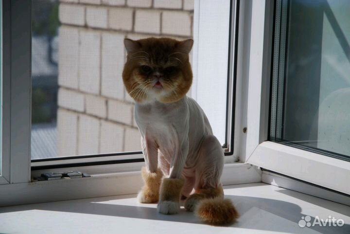 Вызов ветеринарного врача на дом