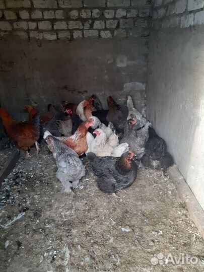 Куры домашние