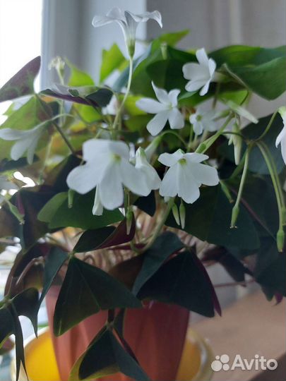 Пахистасис - редкое комнатное растение