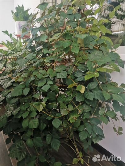 Циссус, кактус