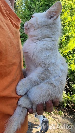 Белый котенок