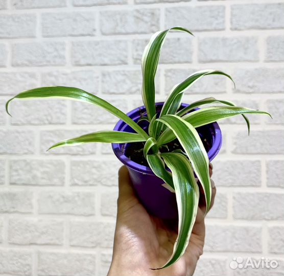 Хлорофитумы много сортов