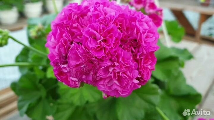 Пеларгония сортовая