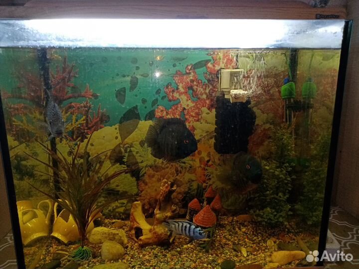 Аквариум с рыбками