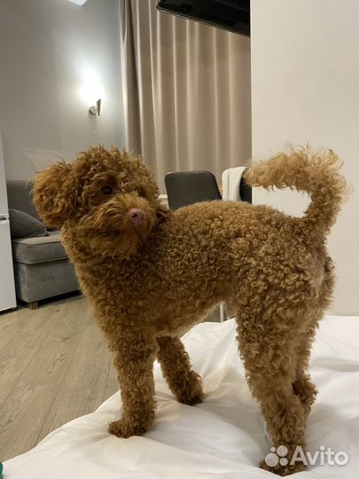 Пудель кабель для вязки