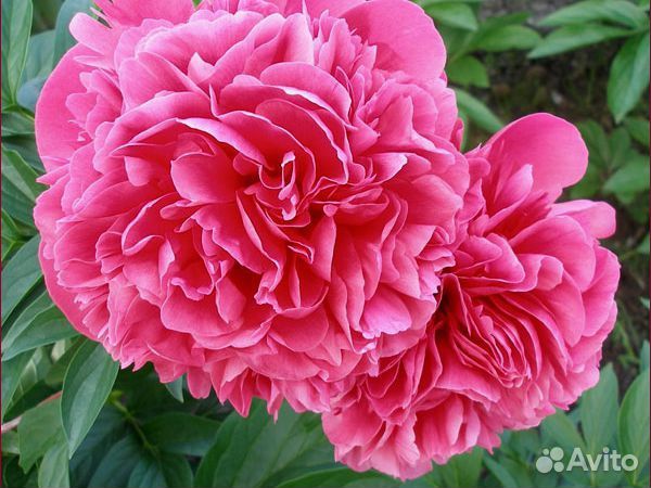 Пионы сортовые