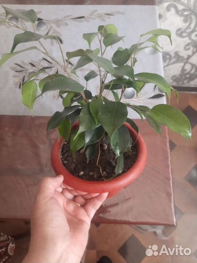 Бенджамина