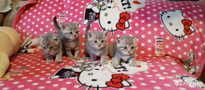 Шотландские котята