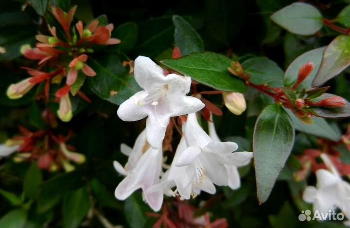 Цветущие кустарники и многолетники