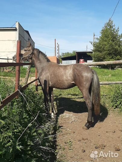 Жеребёнок полутяж