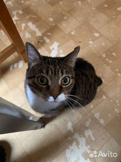 Умерла хозяйка, пристраиваем кошку и кота