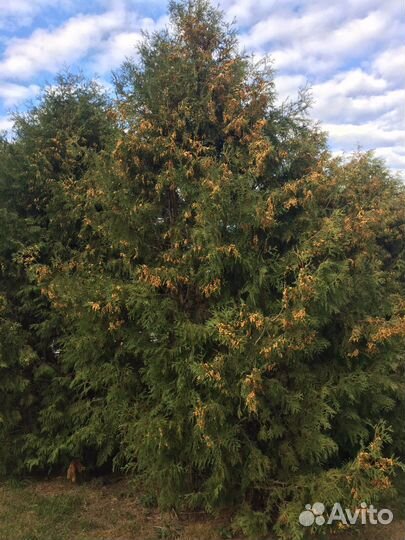 Туи брабант