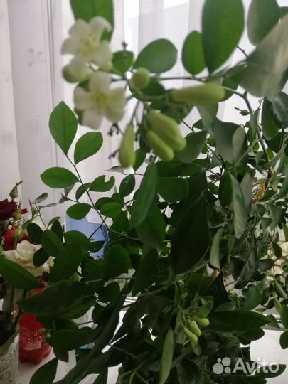 Кактус и мурая