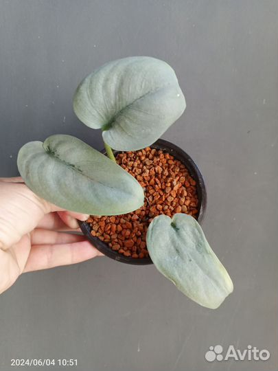 Сциндапсус Платинум