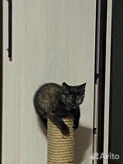 Котятки девочки в добрые руки