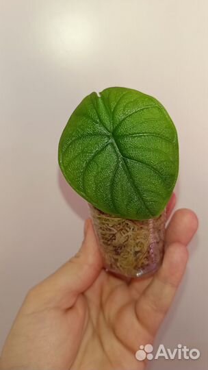 Алоказии сортовые
