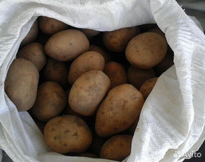 Продам картофель