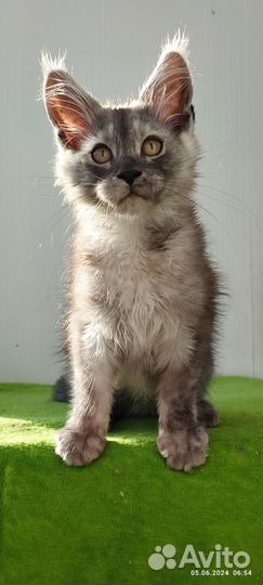 Котята мейн-кун