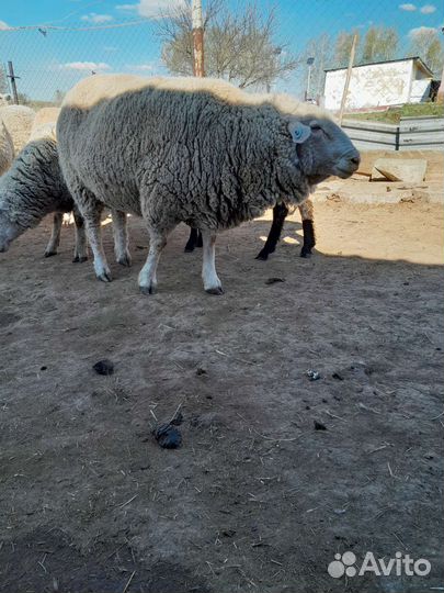 Овцы бараны ягнята тексель