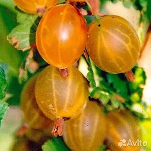 Крыжовник «Медовый»