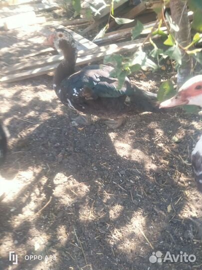 Куры молодки