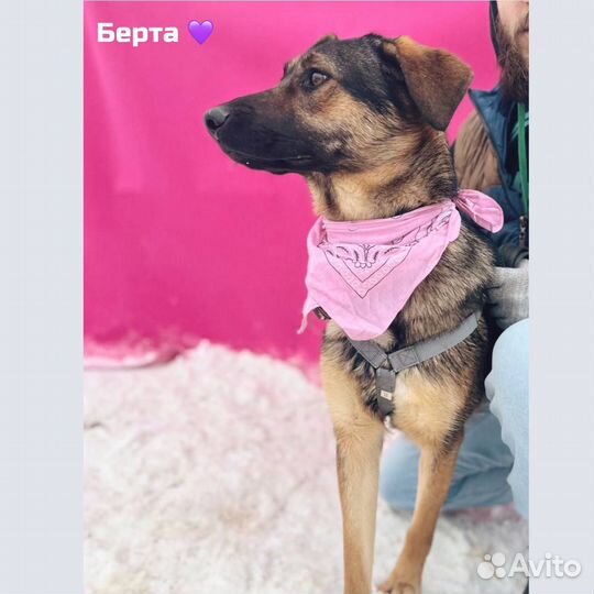 Чудная собака в добрые руки