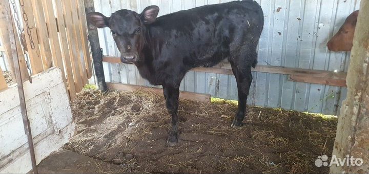 Тёлочка Абердинка