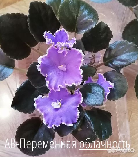 Укорененные черенки фиалок