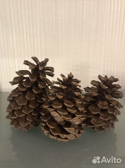 Шишки сосновые(большого размера)