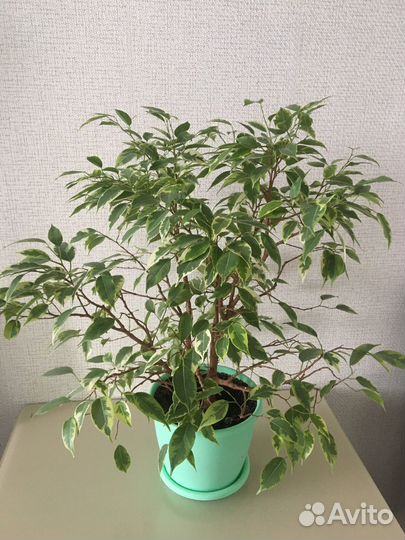 Фикус Кинки